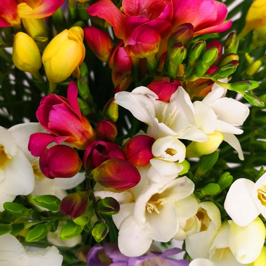 Just Freesias - Mixed