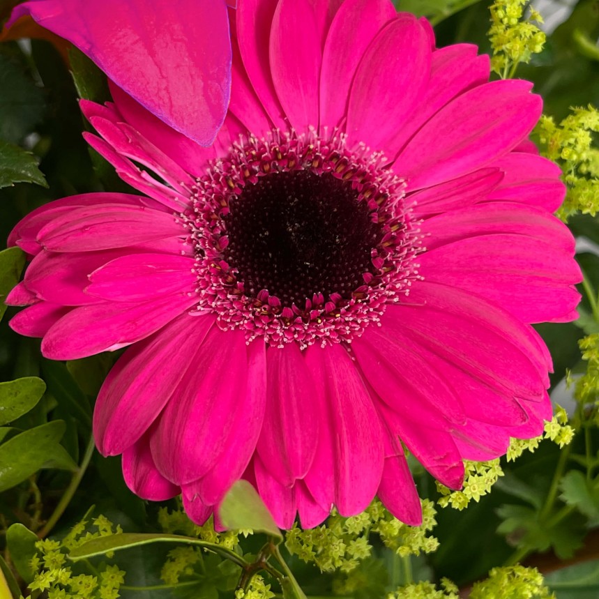 Lady Penelope Hand-Tied